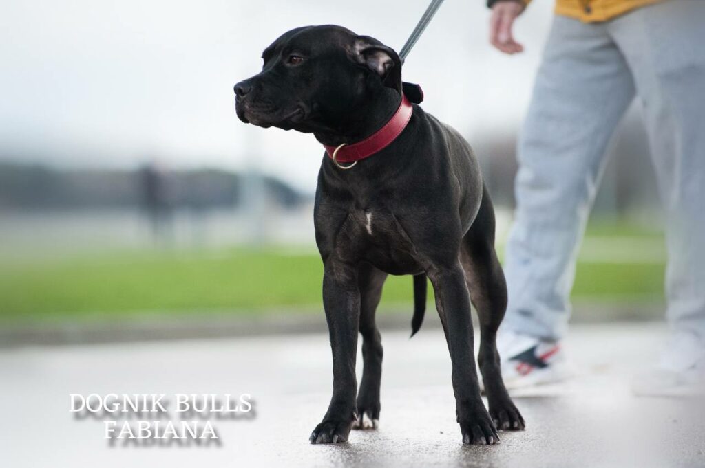 Pitbull Terrier Dognik Bulls Fabiana