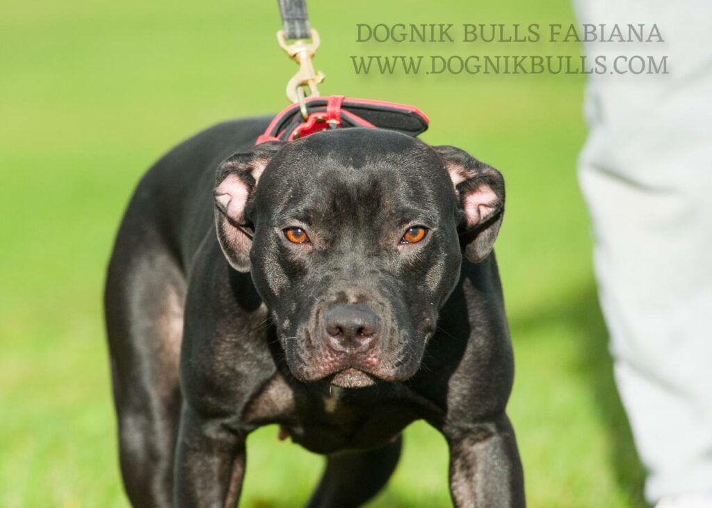 Pitbull Terrier Dognik Bulls Fabiana