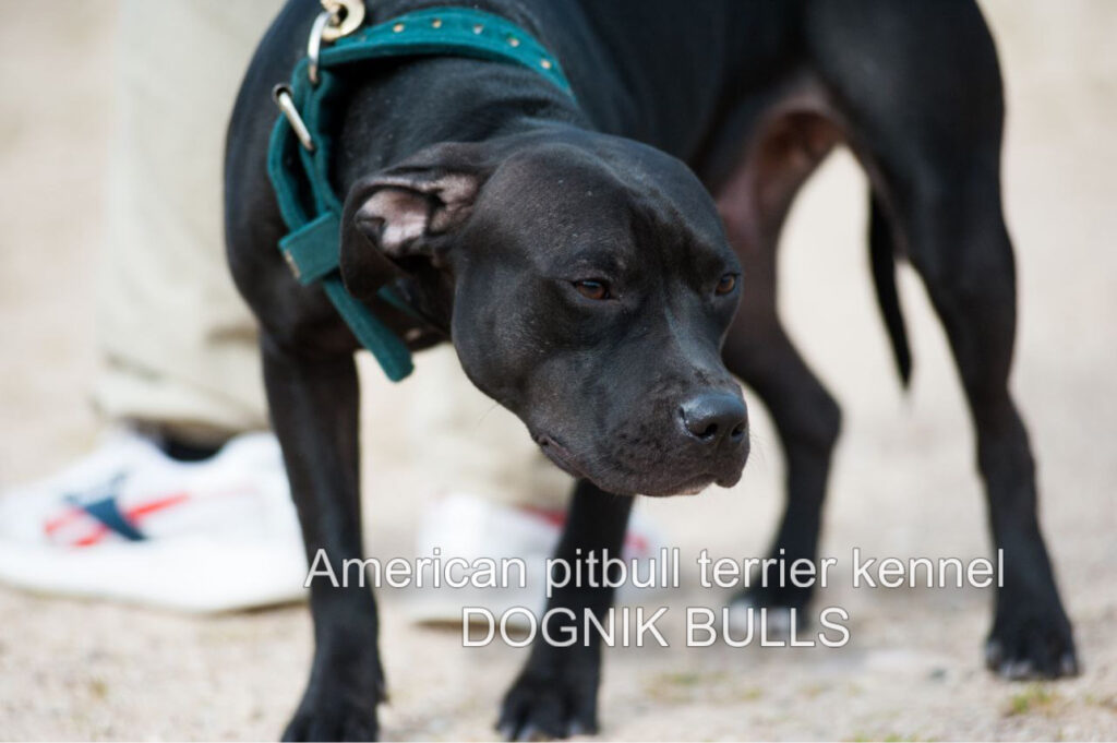 Black american pitbull terrier