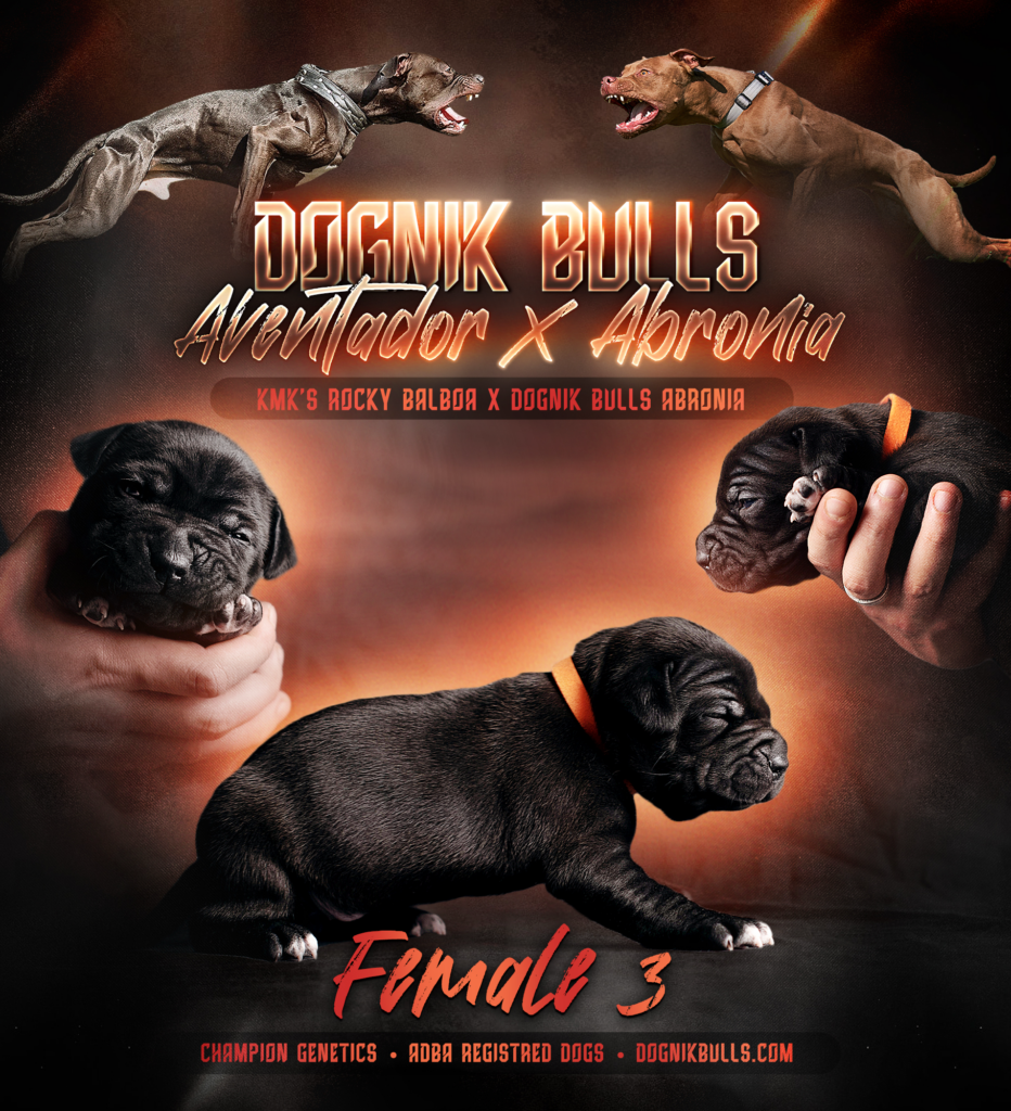 American pitbullterrier kennel ADBA Dognik Bulls