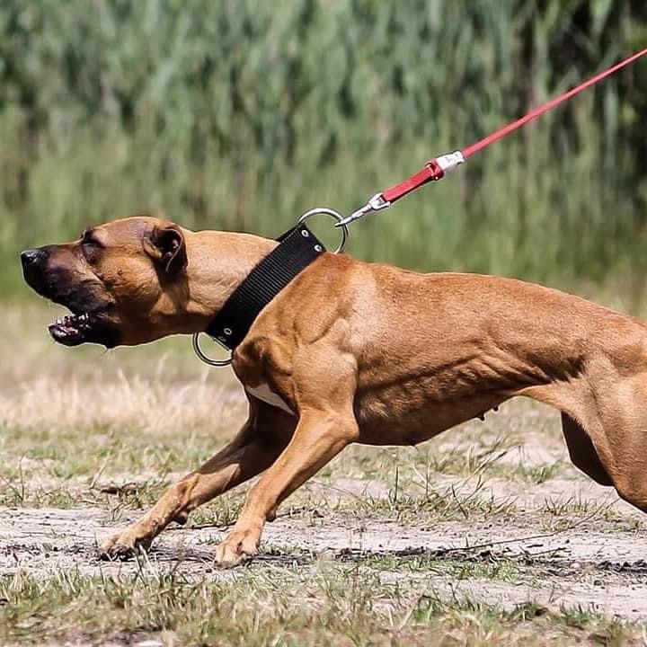 Zwolinski Bullet pitbull terrier 