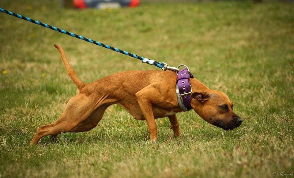 Zwolinski Bullet pitbull terrier 