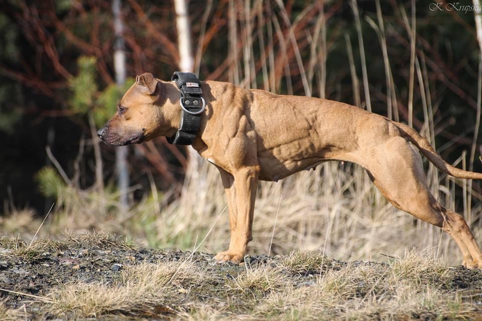 Zwolinski Bullet pitbull terrier 