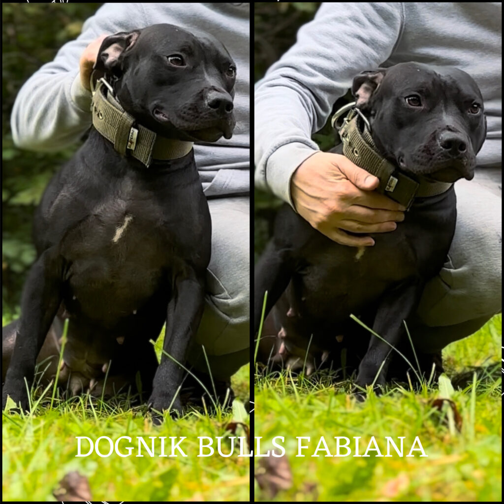 Pitbullterrier Dognik Bulls Fabiana