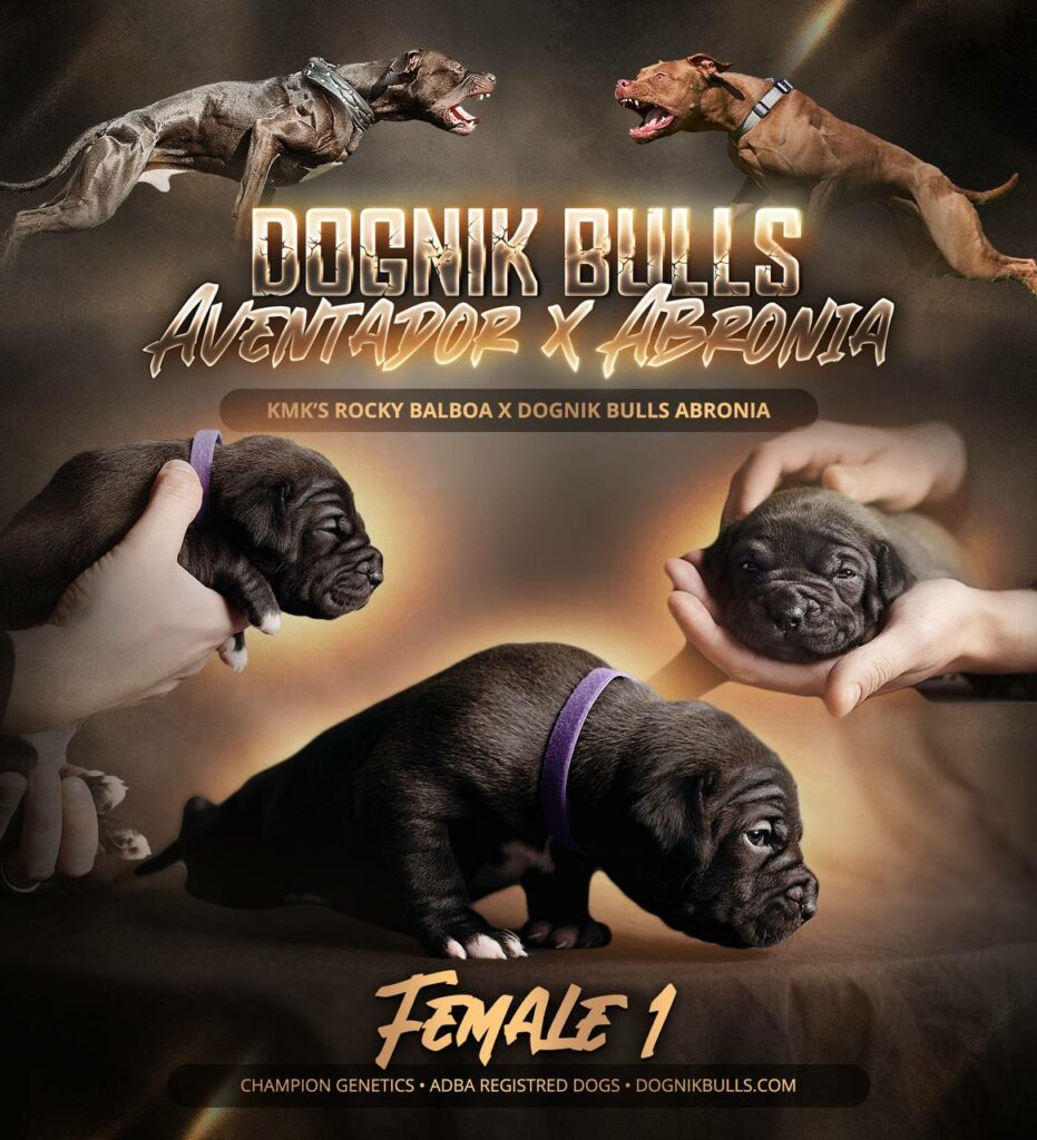 American pitbullterrier kennel ADBA Dognik Bulls