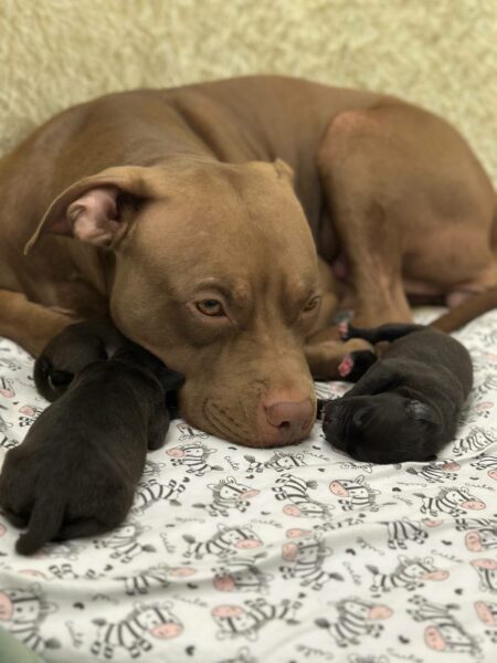 American pitbull terrier kennel puppies for sale