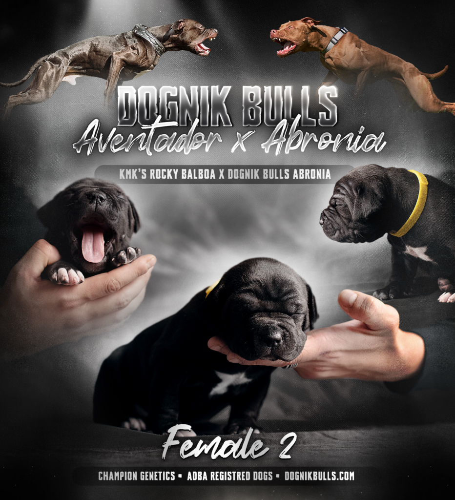 American pitbullterrier kennel ADBA Dognik Bulls