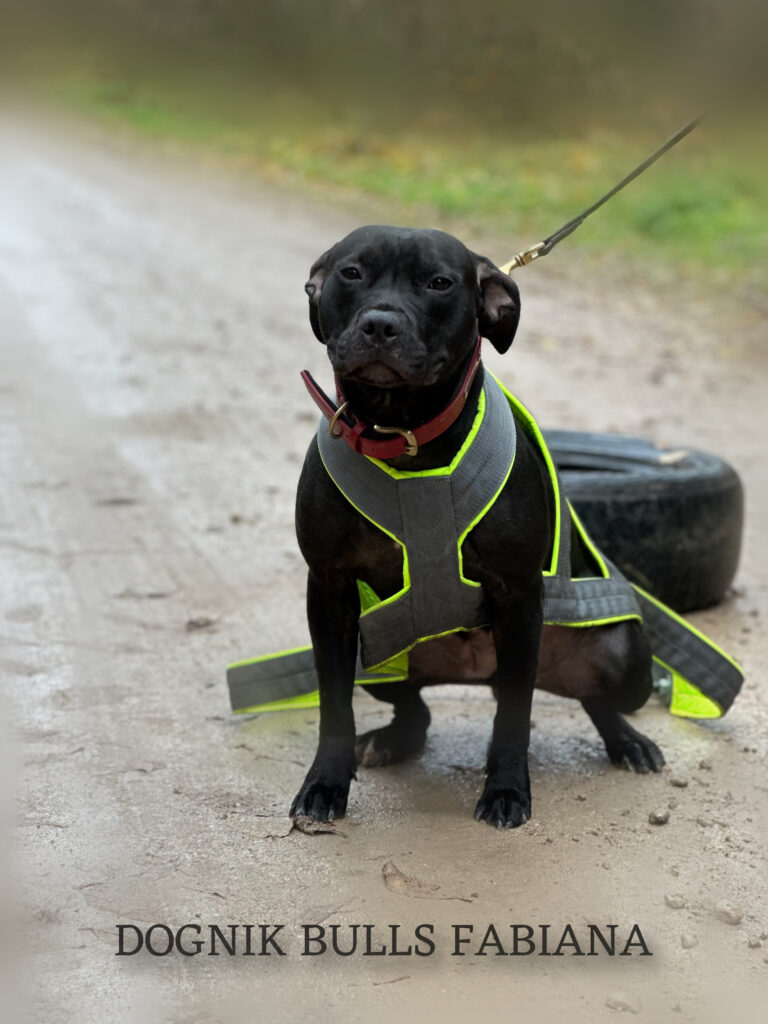 American pitbull terrier Dognik Bulls Fabiana