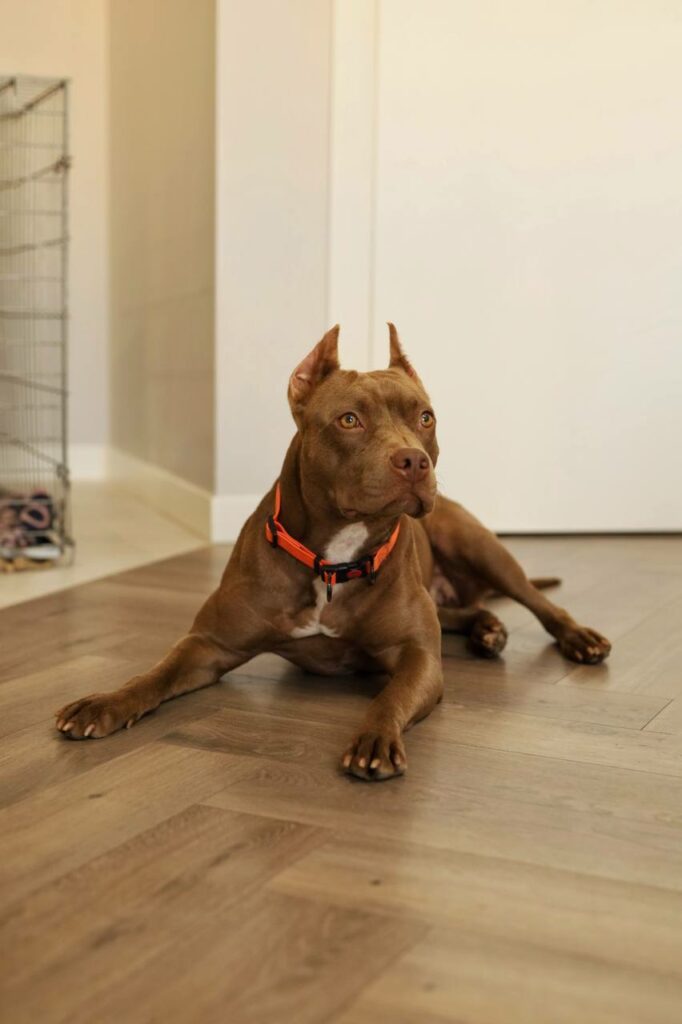 American pitbull terrier Dognik Bulls Besame Mucho. Living in Minsk, Belarus