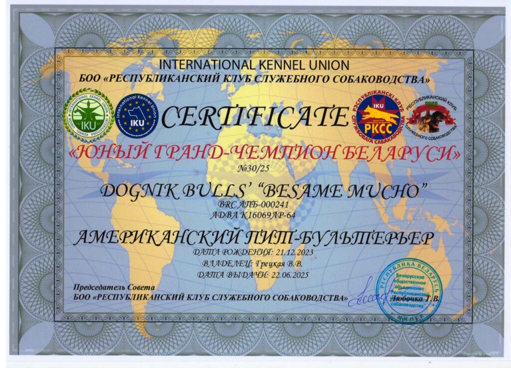 American pitbull terrier Dognik Bulls Besame Mucho. Living in Minsk, Belarus