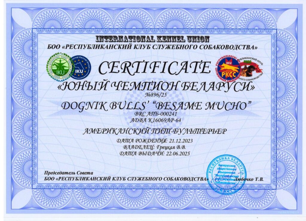 American pitbull terrier Dognik Bulls Besame Mucho. Living in Minsk, Belarus