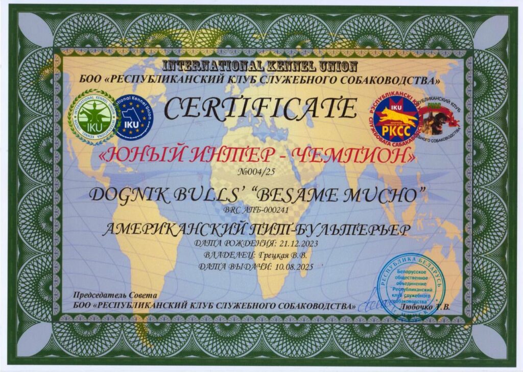 American pitbull terrier Dognik Bulls Besame Mucho. Living in Minsk, Belarus