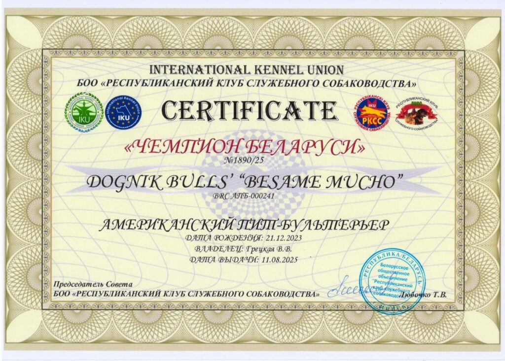 American pitbull terrier Dognik Bulls Besame Mucho. Living in Minsk, Belarus