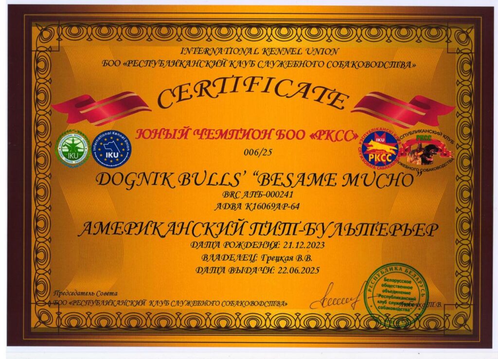 American pitbull terrier Dognik Bulls Besame Mucho. Living in Minsk, Belarus