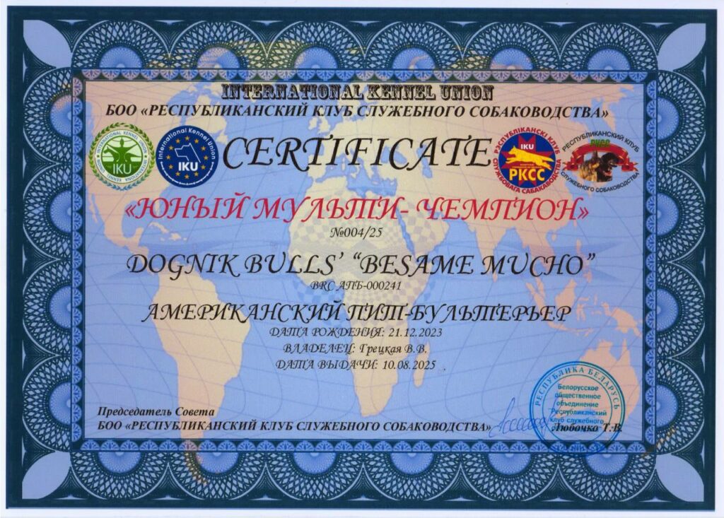 American pitbull terrier Dognik Bulls Besame Mucho. Living in Minsk, Belarus