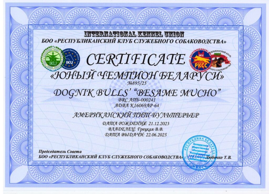 American pitbull terrier Dognik Bulls Besame Mucho. Living in Minsk, Belarus