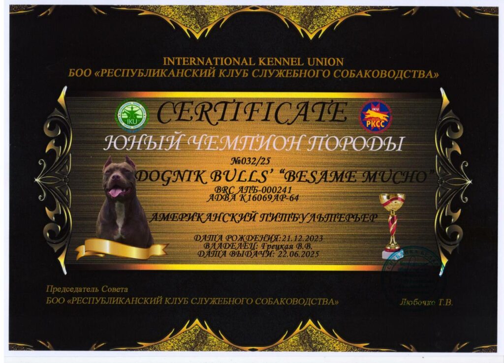 American pitbull terrier Dognik Bulls Besame Mucho. Living in Minsk, Belarus