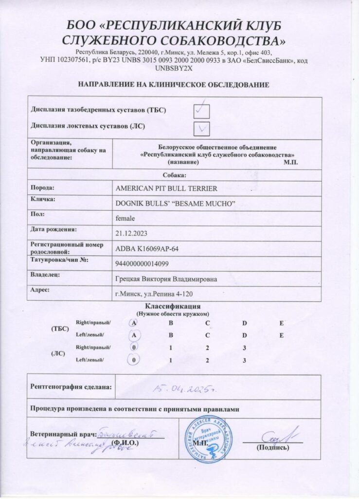 American pitbull terrier Dognik Bulls Besame Mucho. Living in Minsk, Belarus