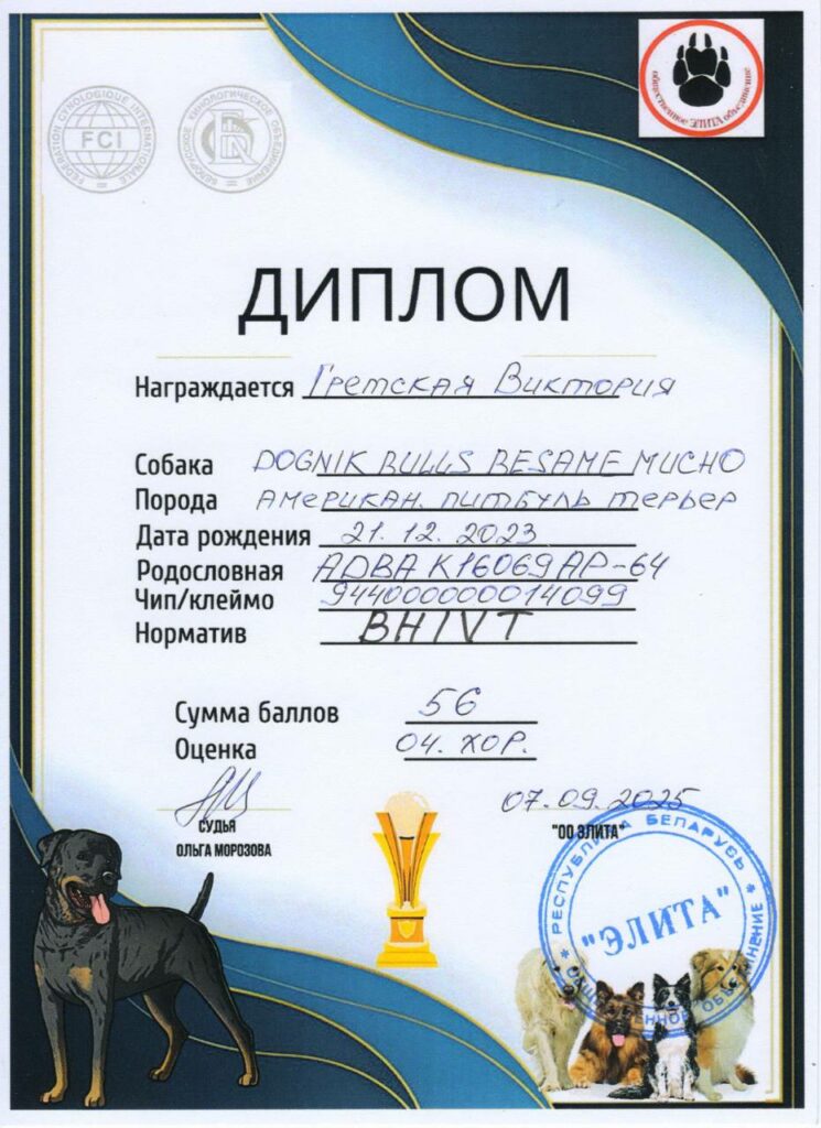 American pitbull terrier Dognik Bulls Besame Mucho. Living in Minsk, Belarus