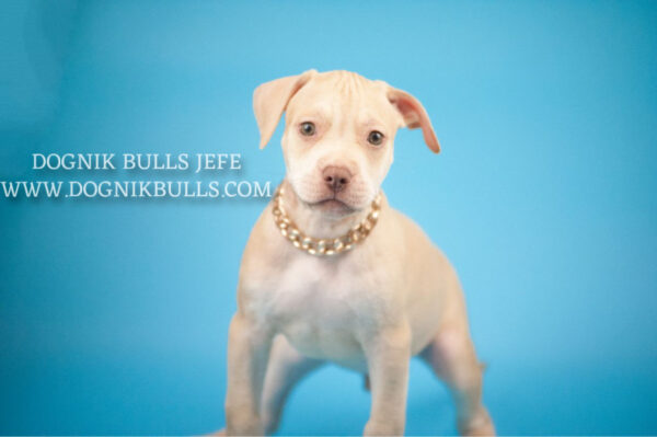 American pitbull terrier Dognik Bulls Jefe