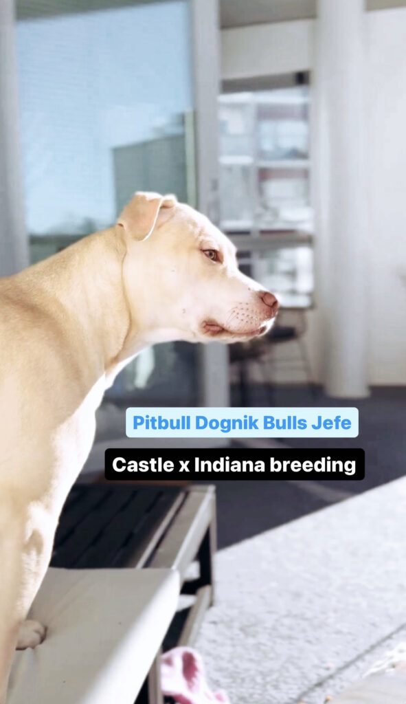 American pitbull terrier kennel 