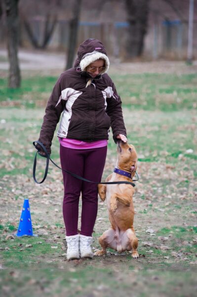 best online dog trainer