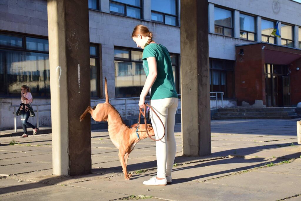 Dog trainer online Veronika Voitovska