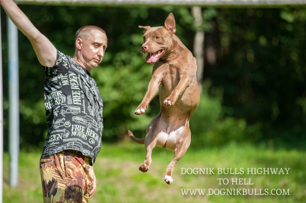 American pitbull terrier Dognik Bulls Highway to Hell