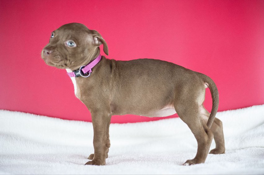 Chocolate (brown) American Pitbull Terrier girl | DOGNIK BULLS