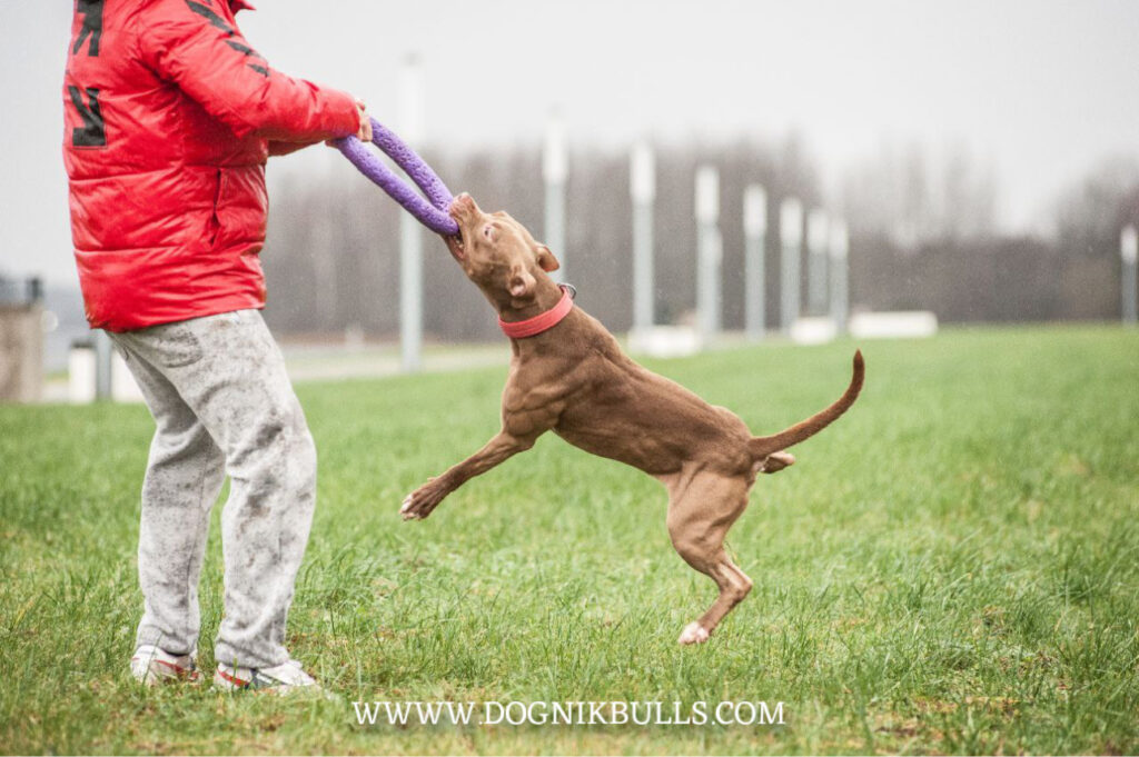 Pitbullterrier Dognik Bulls Highway to Hell