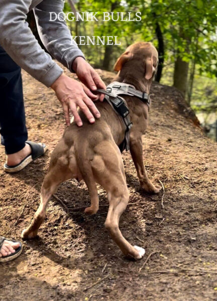 Best Europe American pitbull terrier kennel