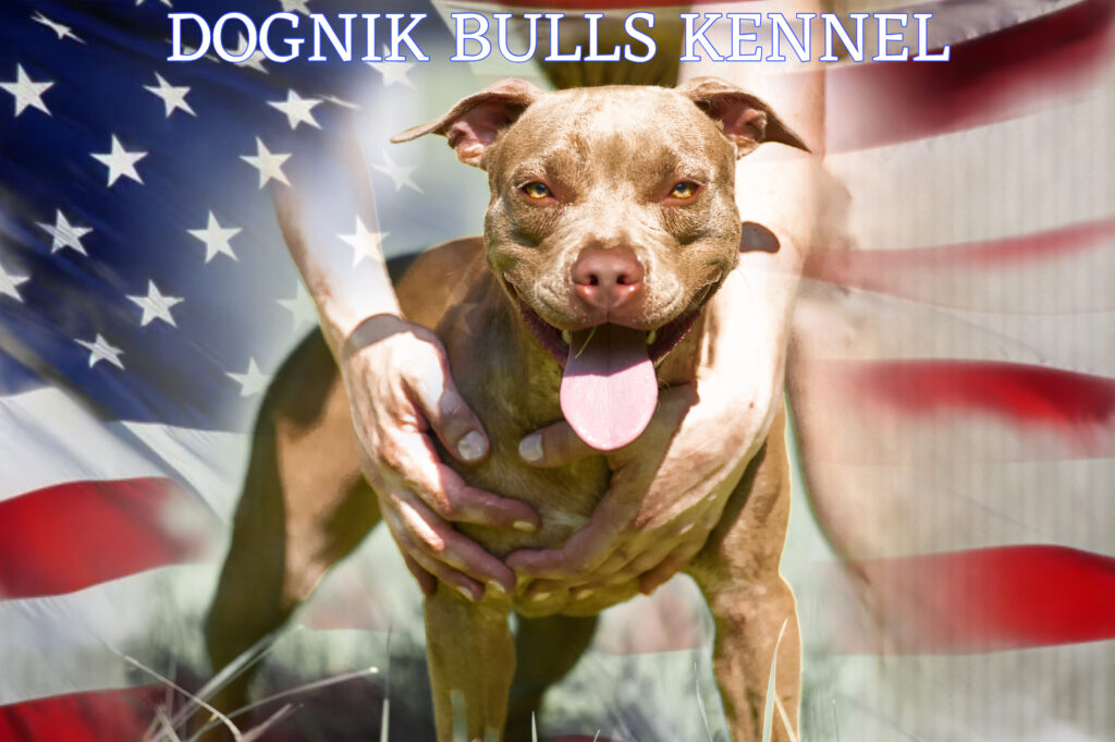 Pitbull terrier Dognik Bulls Highway to Hell