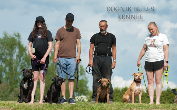 The best American pitbull terrier kenn