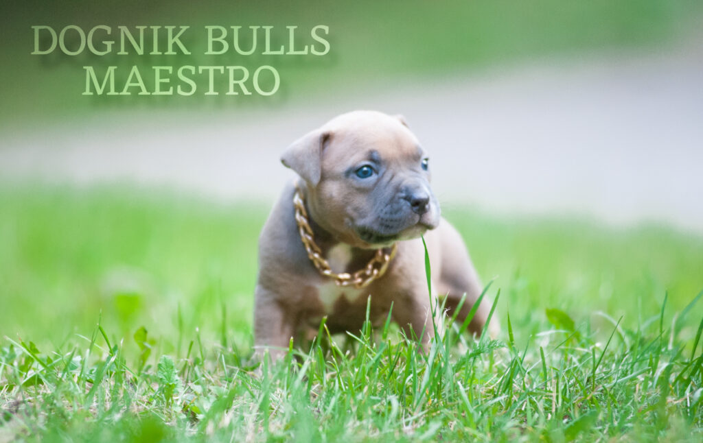 The best American bully kennel USA