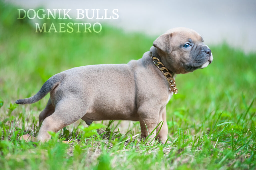 Blue American bully puppy male for sale