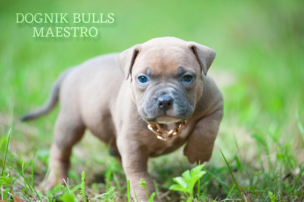 American bully kennel Dognik Bulls