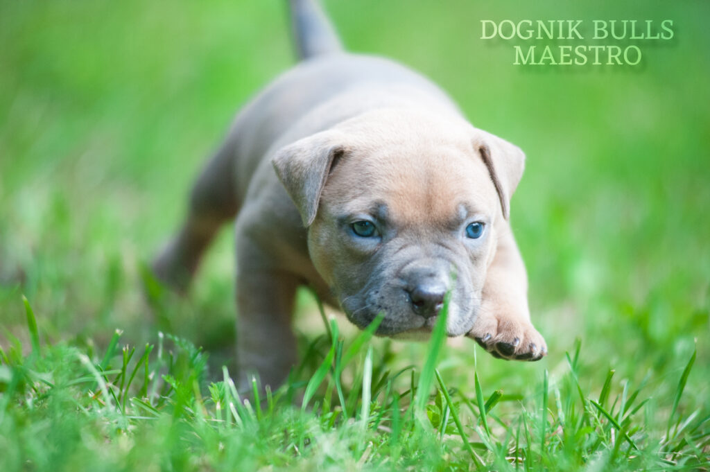 Dognik Bulls American bully puppy