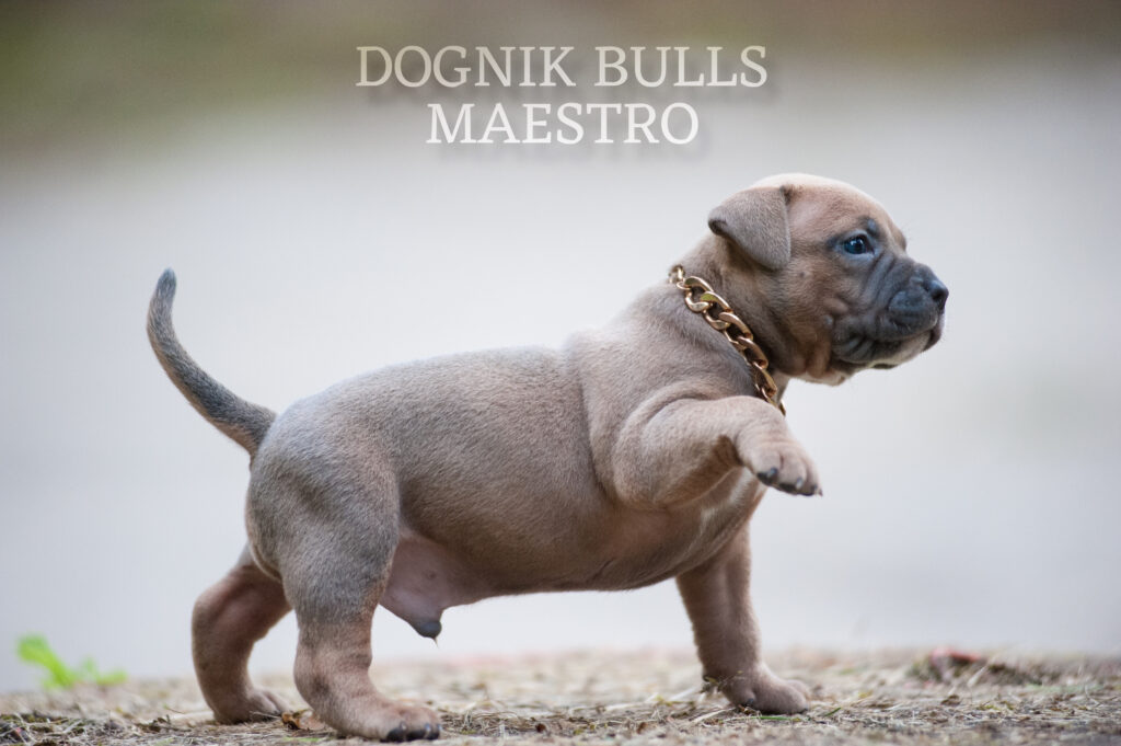 Healthy american bully puppy for sale near me