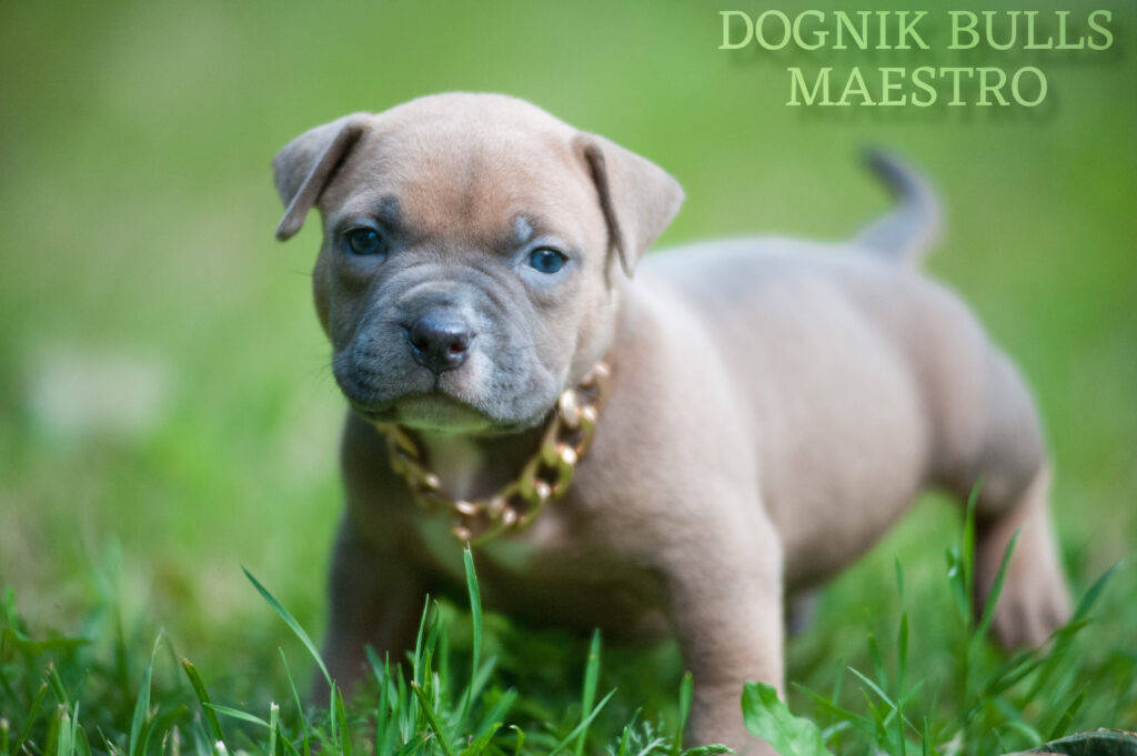 American bully puppy for sale near me