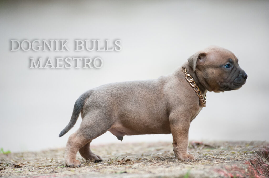 The best American bully puppy ABKC