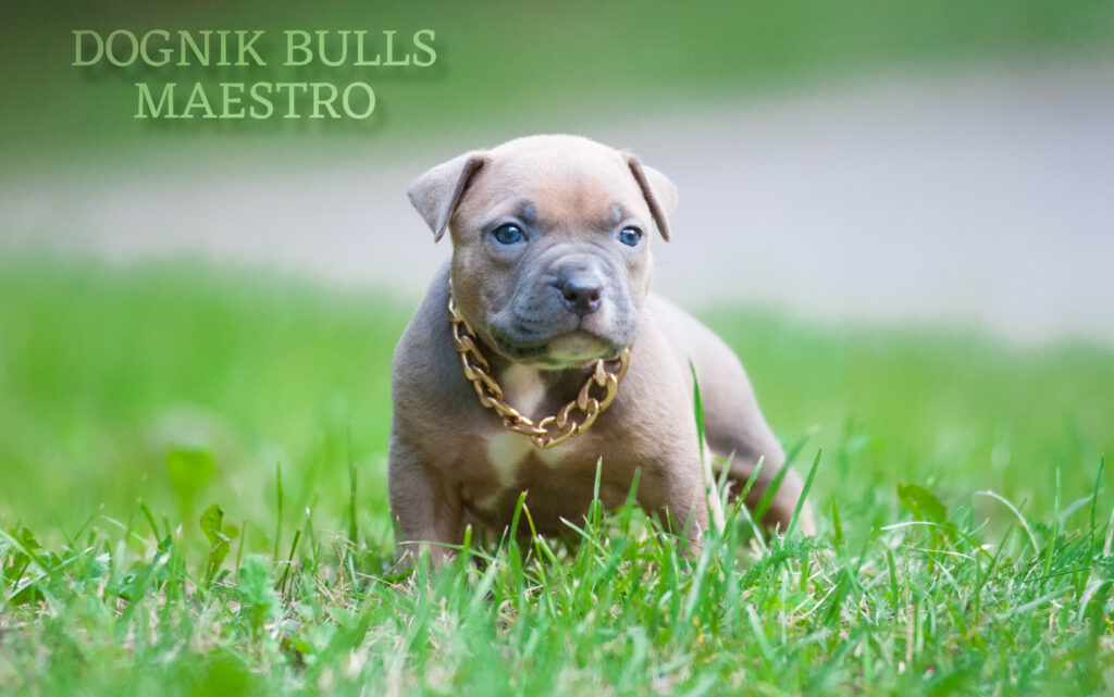 The best American bully kennel Europe