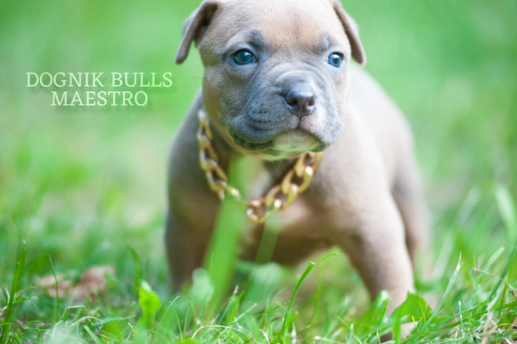 The best American bully kennel