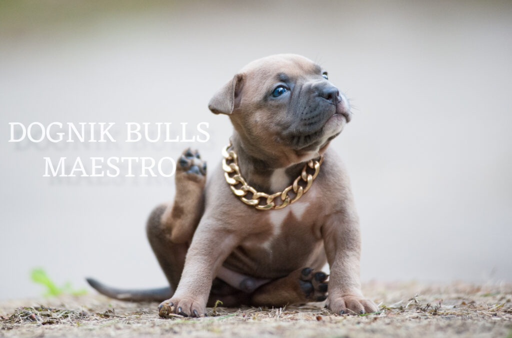 The best American bully kennel in Europe ABKC