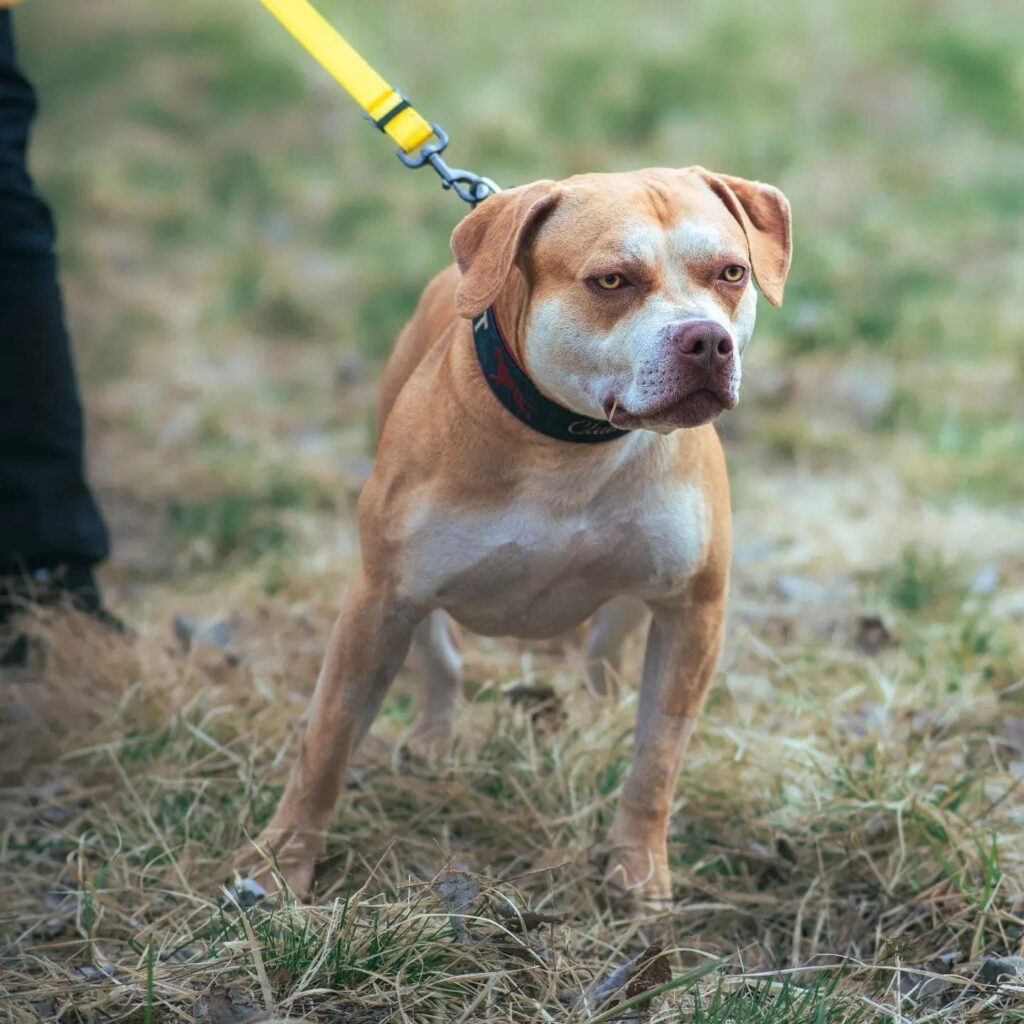 Pitbull Dognik Bulls Muturganchik 