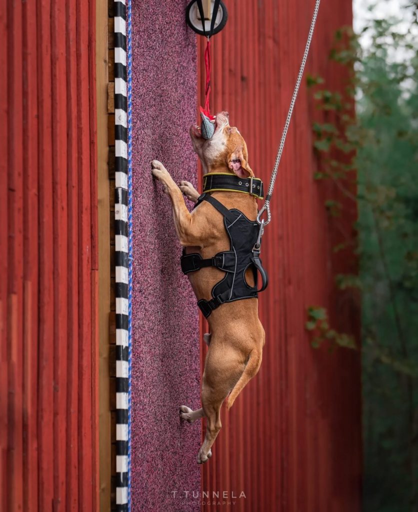 Pitbull terrier Dognik Bulls Muturganchik