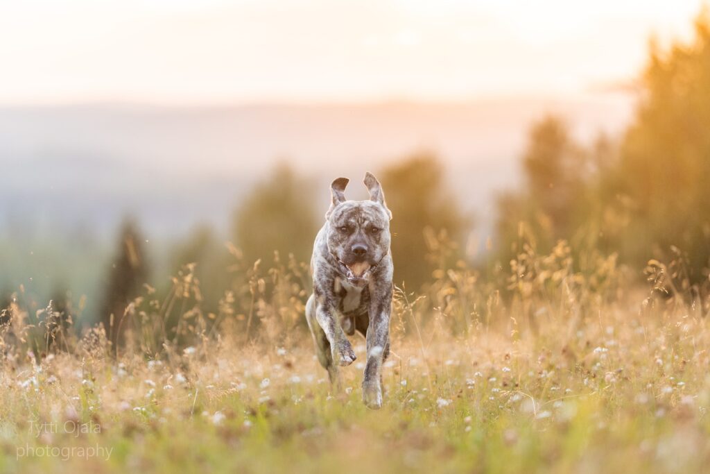 Pitbull terrier Dognik Bulls Show Must Go On