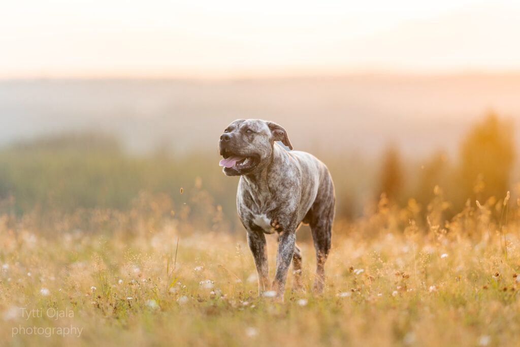 Pitbull terrier Dognik Bulls Show Must Go On