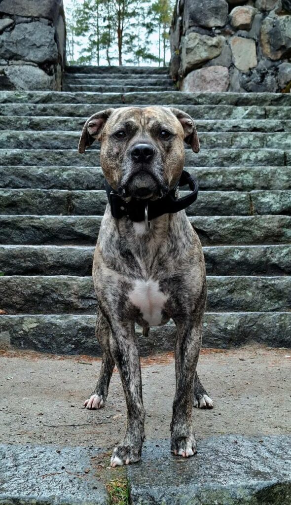 American pitbull terrier Dognik Bulls Show Must Go On