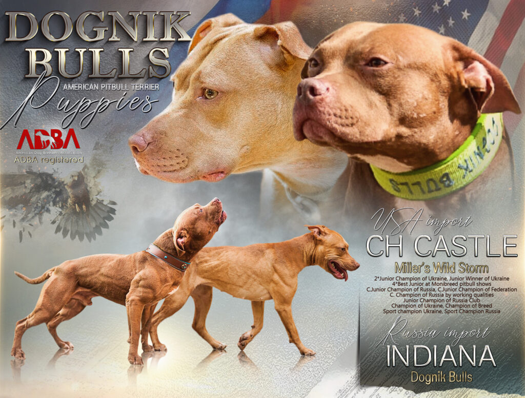 Millers Wild Storm Castle x Dognik Bulls Indiana pitbull terrier puppies 