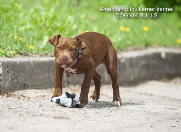 American pitbullterrier puppy for sale